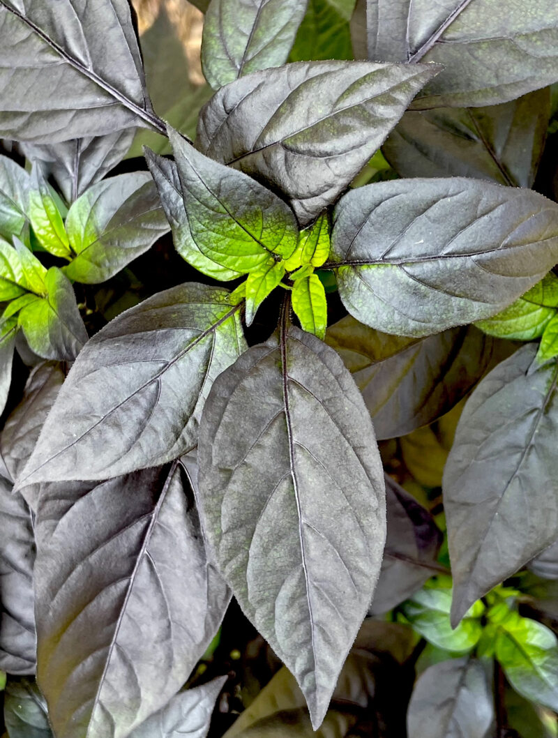 February garden prep and getting ready for spring!